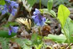 PICTURES/Pigeon Mountain - Wildflowers in The Pocket/t_Bluebells & Butterfly7.JPG